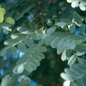 Tipuana Tipu, State Street