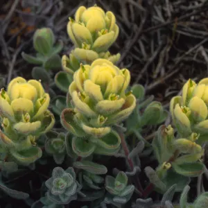 Castilleja mollis