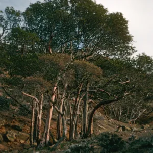 Lyonothamnus, canyon west of South Point Ridge