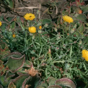 Malacothrix junakii