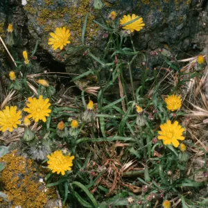 Malacothrix junakii