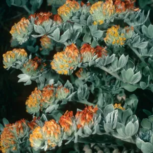 Lotus argophyllus niveus