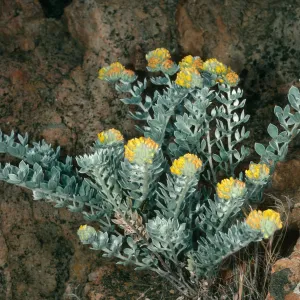 Lotus argophyllus niveus