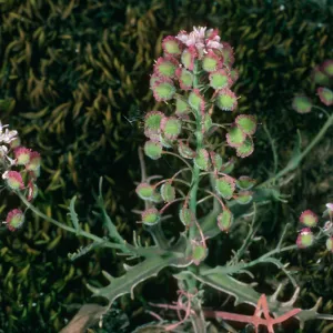 Thysanocarpus conchuliferus