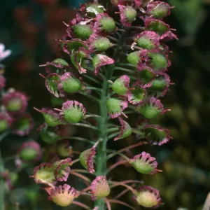 Thysanocarpus conchuliferus