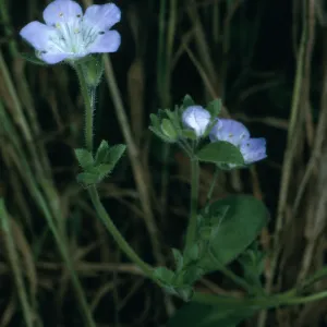 Phacelia insularis