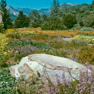Meadow view (duplicate slide)