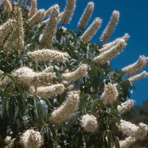 Aesculus, Sequoia, 3500’