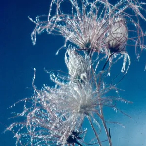 Fallugia paradoxa (duplicate slide)