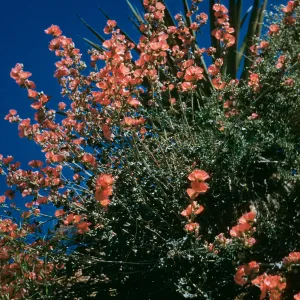 Sphaeralcea ambigua, Desert Mallow, Mountain Pass - California