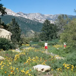 Meadow Section