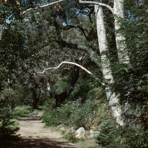 Sycamores, Canyon Trail