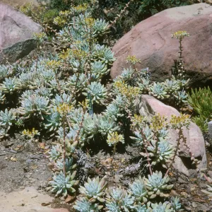 Dudleya Greenei