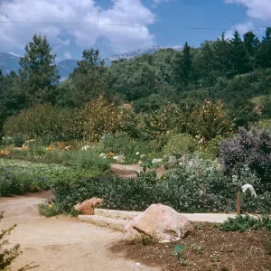 Meadow