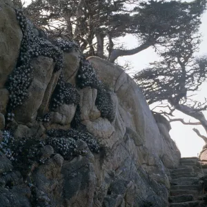 Docent field trip to Point Lobos with Mary Carroll