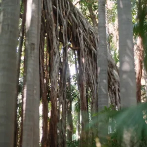 Docent field trip to Virginia Robinson Gardens, Beverly Hills