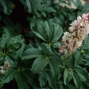 Adenostema fascicularus, E. of Isthmus, Catalina Island