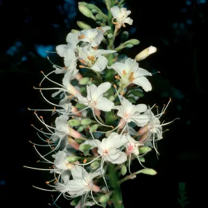 Aesculus californicus, SBBG