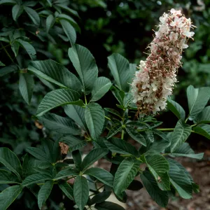 Aesculus californicus, SBBG