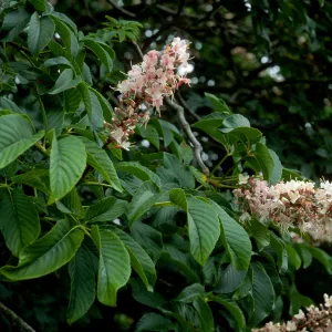 Aesculus californicus, SBBG