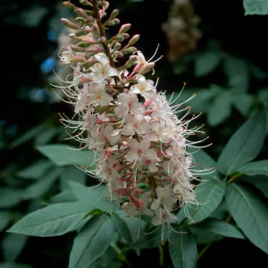 Aesculus californicus, SBBG