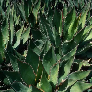 Agave shawii, desert section SBBG
