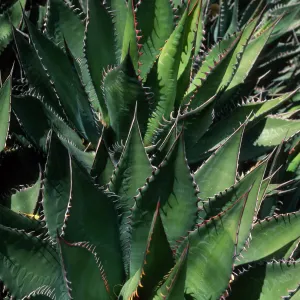 Agave shawii, desert section SBBG
