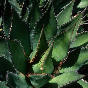 Agave shawii, desert section SBBG