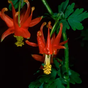 Aquilegia, SBBG