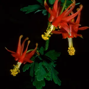 Aquilegia, SBBG
