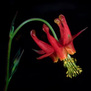 Aquilegia, SBBG