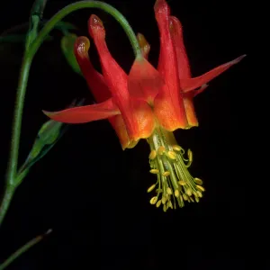 Aquilegia, SBBG