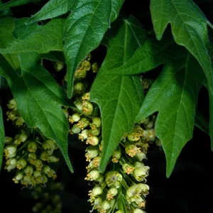 Acer macrophyllum, W. fork Cold Springs trail, Santa Ynez Mtns.