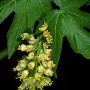 Acer macrophyllum, W. fork Cold Springs trail, Santa Ynez Mtns.