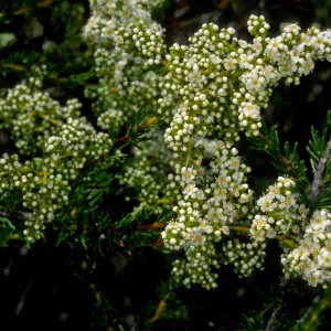 Adenostema fasciculatum, E. of Isthmus, Catalina Island