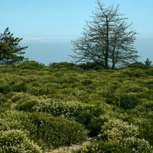 prostrate Adenostema, E. of Navy Base, Santa Cruz Island