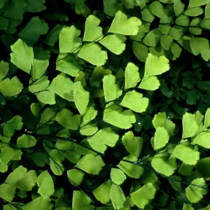 Adiantum capillus-veneris, Arroyo SBBG