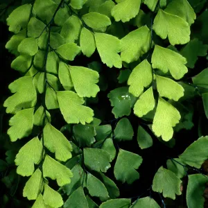 Adiantum capillus-veneris, Arroyo SBBG