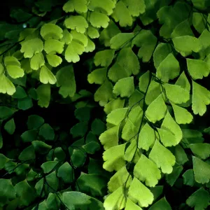 Adiantum capillus-veneris, Arroyo SBBG