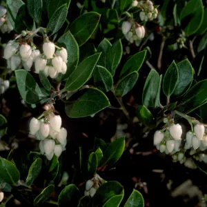 Arctostaphylos hookeri hearstiorum, SBBG