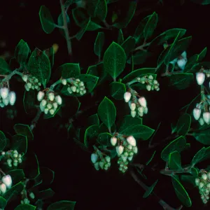 Arctostaphylos hookeri franciscana, SBBG