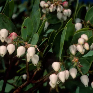 Arctostaphylos manzanita, SBBG