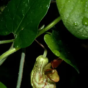 Aristolochia california, Campbell trail, SBBG