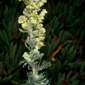 Artemisia pycnocephala, Point Lobos
