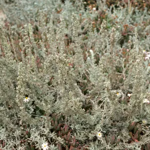 Artemesia pycnocephala, Pt. Lobos