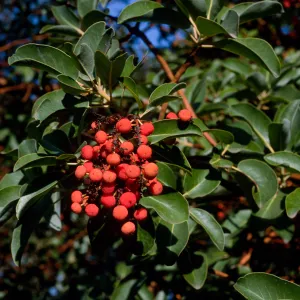 Arbutus menziesii, Reagan Ranch, Refugio Canyon