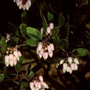 Arctostaphylos 'Howard McMinn', SBBG