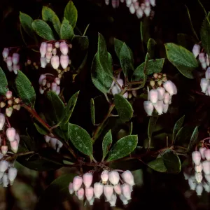 Arctostaphylos densiflorus Howard McMinn, SBBG