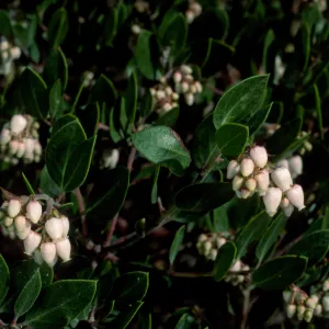 Arctostaphylos hookeri hearstiorum, SBBG