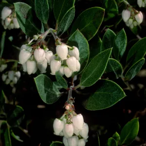 Arctostaphylos hookeri hearstiorum, SBBG